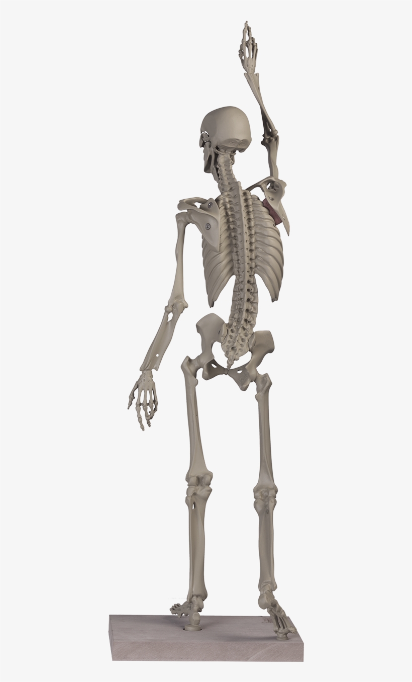 Maniken® Classic 2 - Skeleton, transparent png #8221538