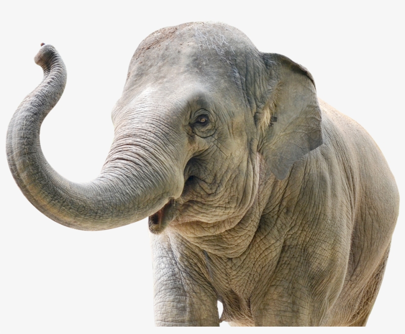 The Carden International Circus Is Committed 110% To - Big Data Elephant In The Room, transparent png #8222148