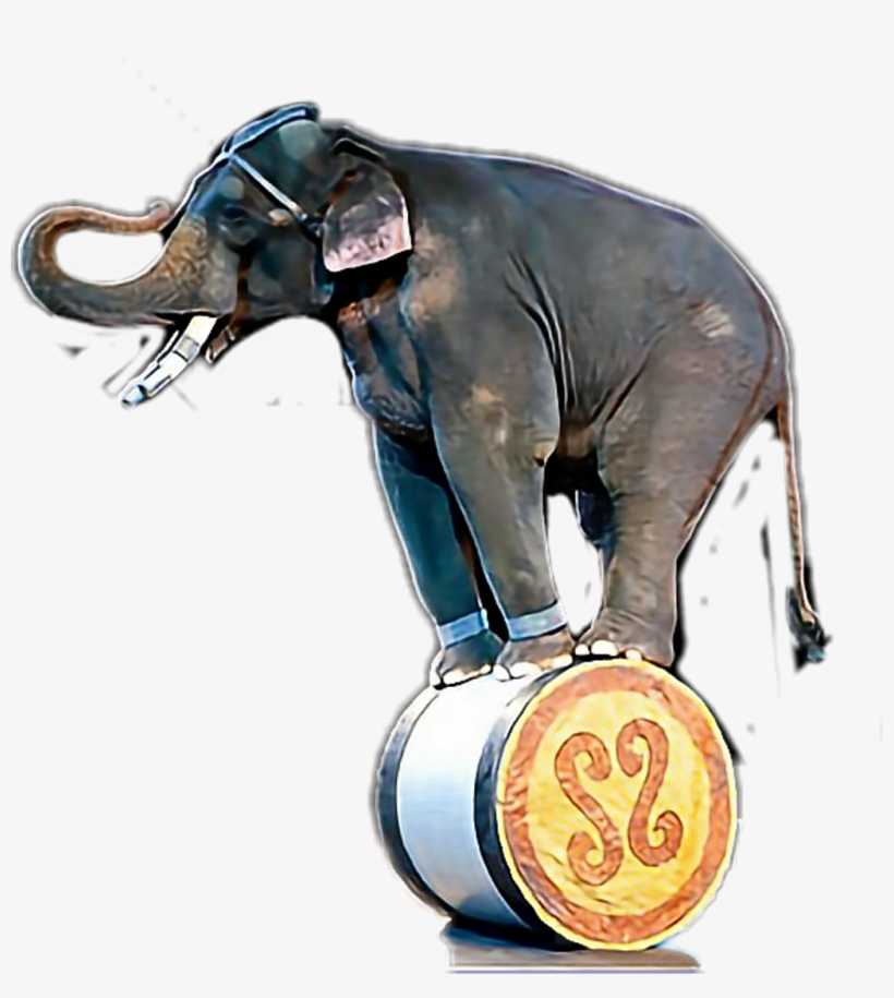 Universoul Circus Elephants, transparent png #8222192