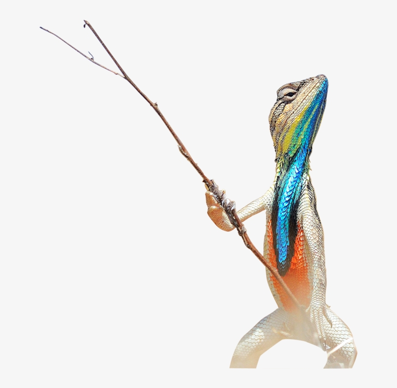Permalink - Lizard Colorful, transparent png #8222273