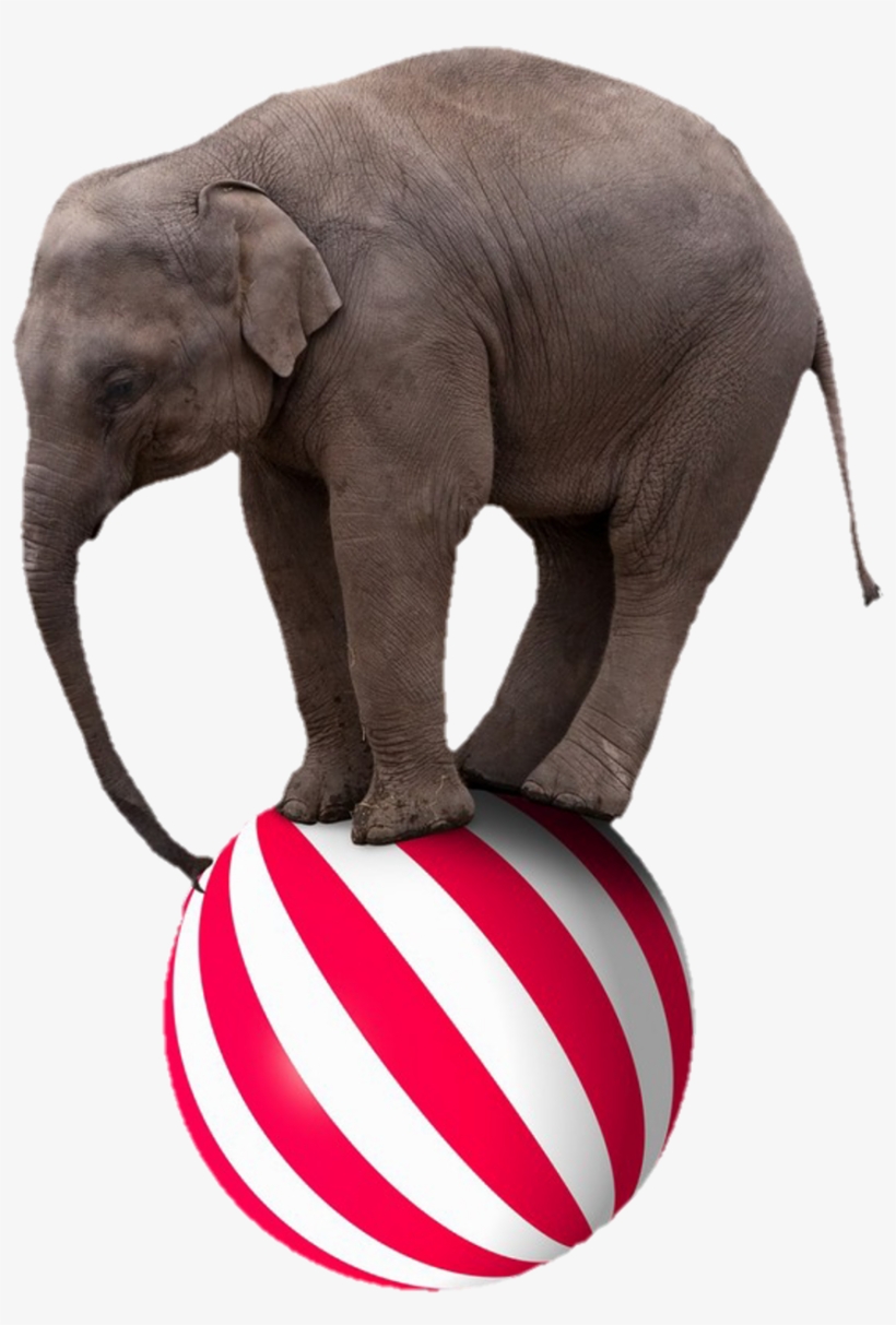 Elephant Sticker - Elephant On A Beach Ball, transparent png #8222634
