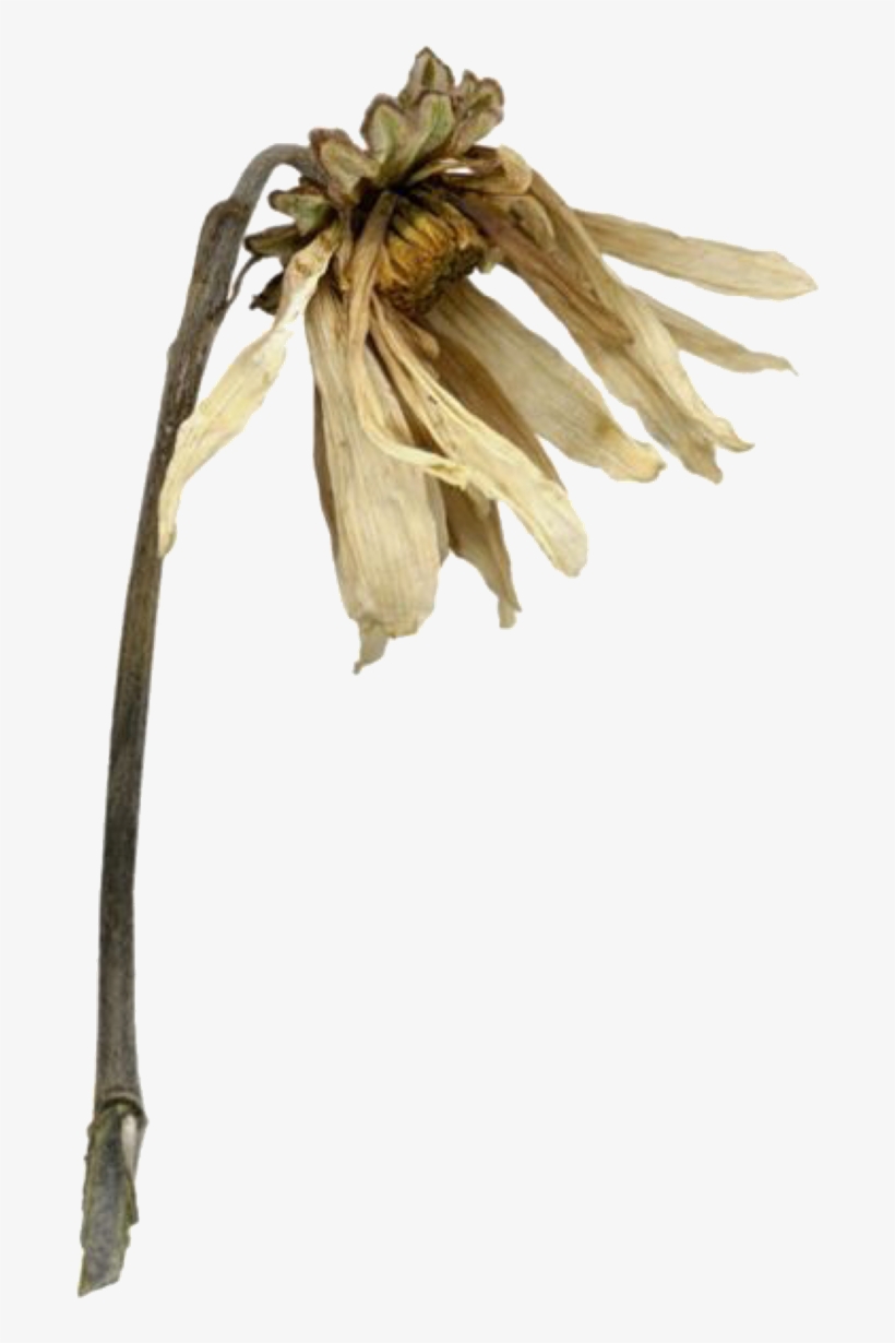 Pngs For Moodboards Overlays, Mood Boards, Plants, - Lobelia, transparent png #8223817