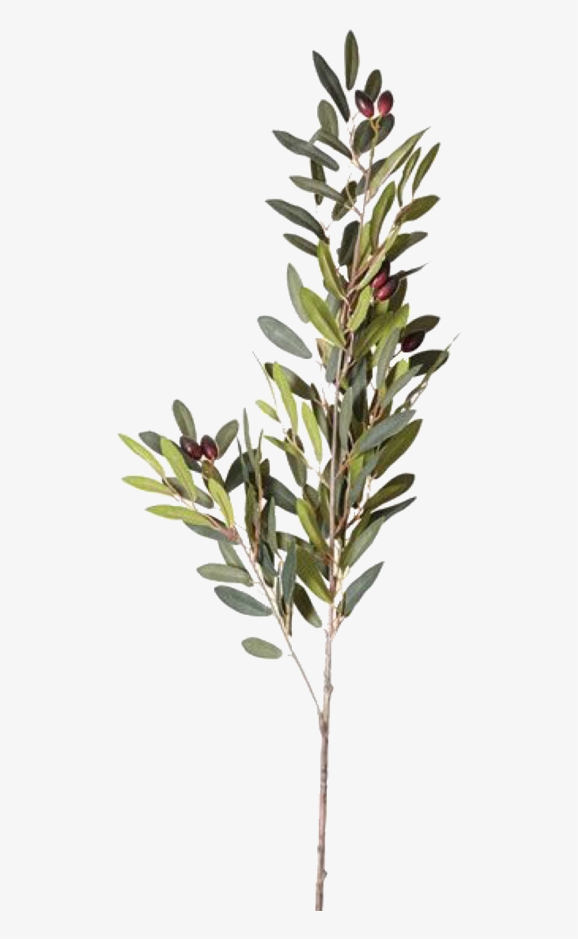 Pngs /like Or Reblog Used/ - Flower, transparent png #8223864