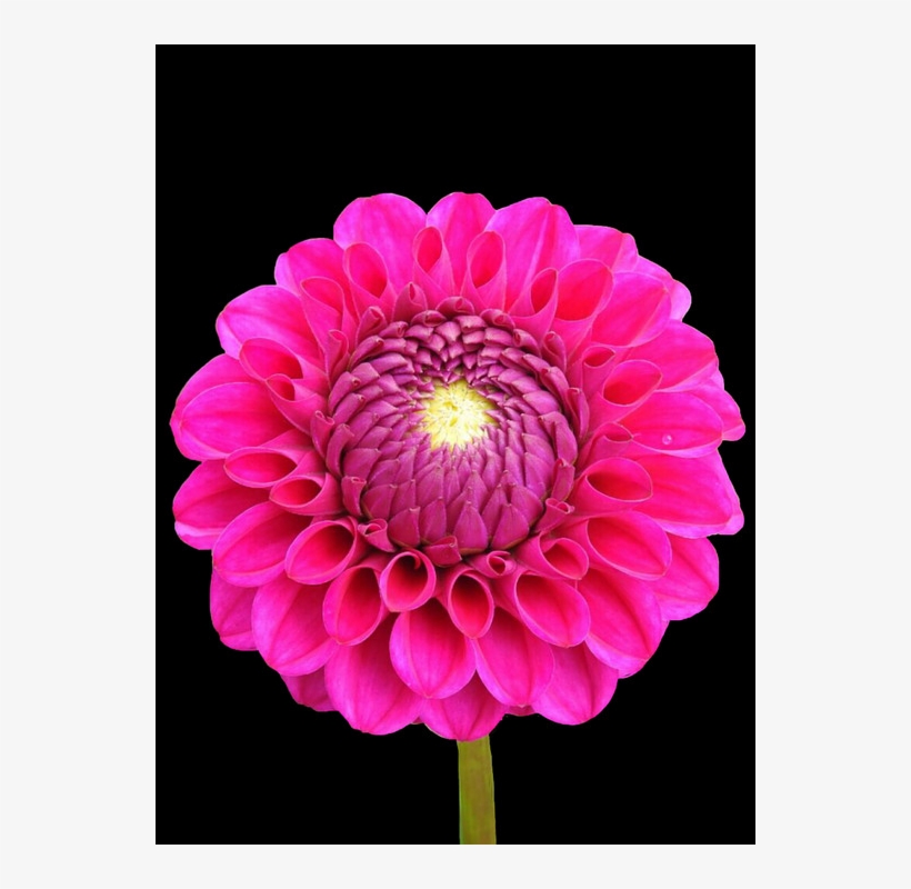 2 - Dahlia, transparent png #8224022