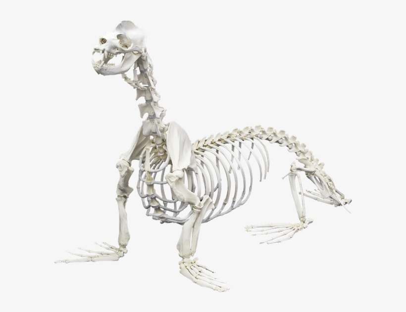 Which Animal S Skeleton - Animal Skeletons, transparent png #8224495