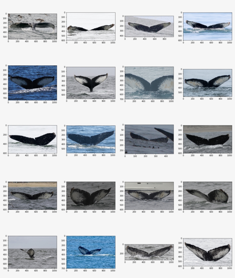 Resolutions - Killer Whale, transparent png #8224777