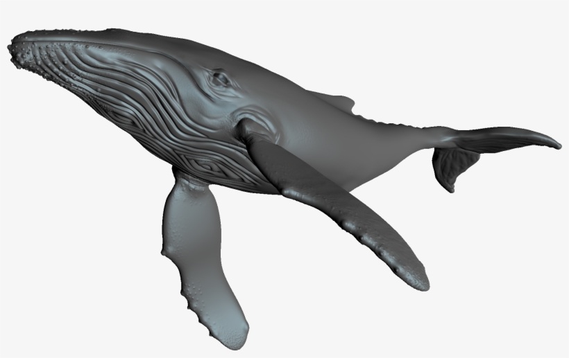 Blue Whale, transparent png #8224824