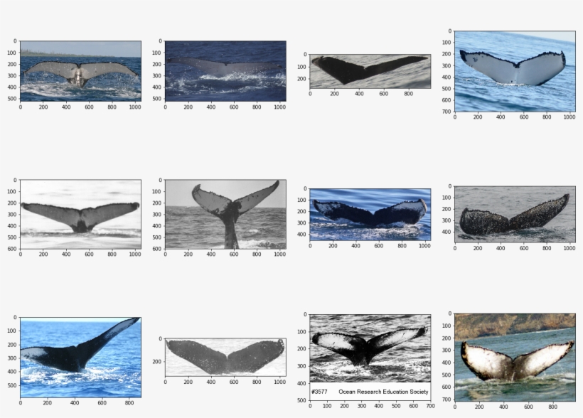 Now Some Pictures Of Whales That Have Just 1 Image - Killer Whale, transparent png #8225011
