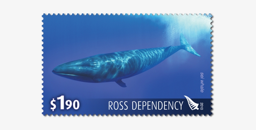 Single Stamp - Whale, transparent png #8225217