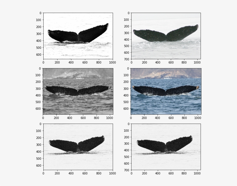 Color Bgr2rgb) Y.imshow(img) Y = Fig.add Subplot(len(common - Humpback Whale, transparent png #8225327