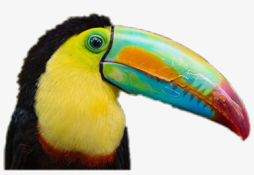 Report Abuse - Exotic Birds In Costa Rica, transparent png #8229684