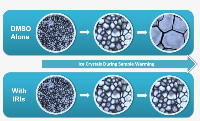 Revolutionizing Cell Cryopreservation - Circle, transparent png #8231126