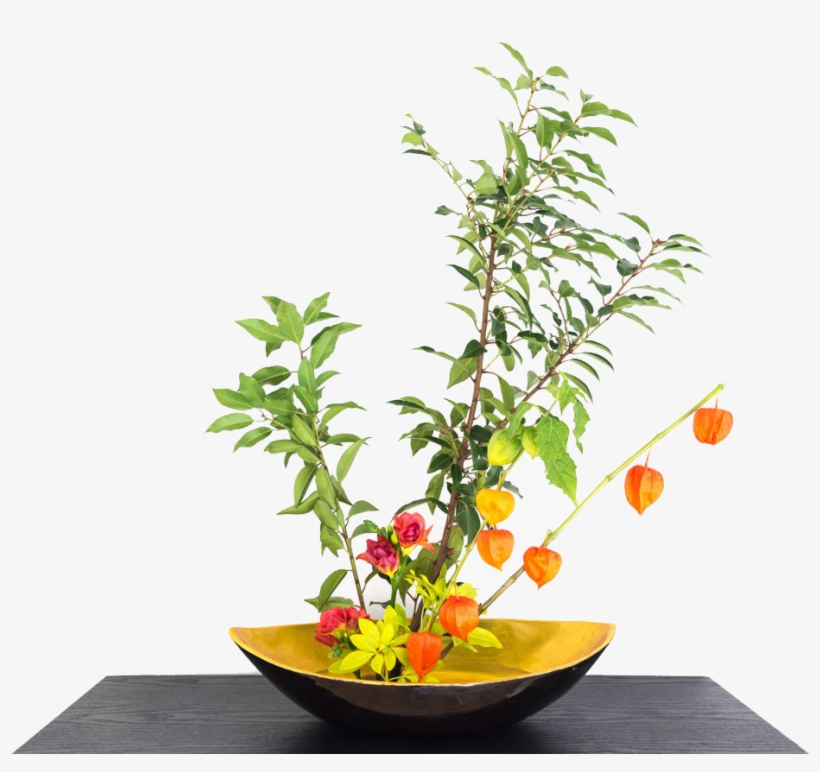 Chinese Lantern Plant Indoors, transparent png #8231788
