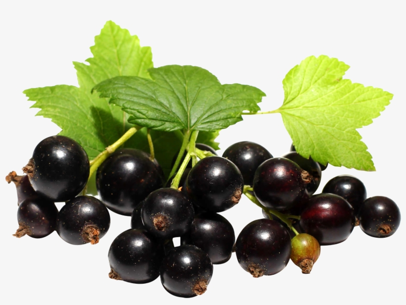 Black Currant Fruit Png, transparent png #8231832