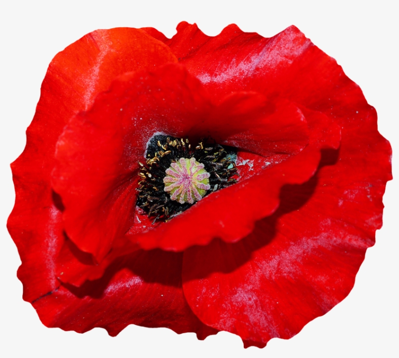 Poppy, Red, Blossom, Bloom, Red Poppy, Flower - Poppy, transparent png #8232237