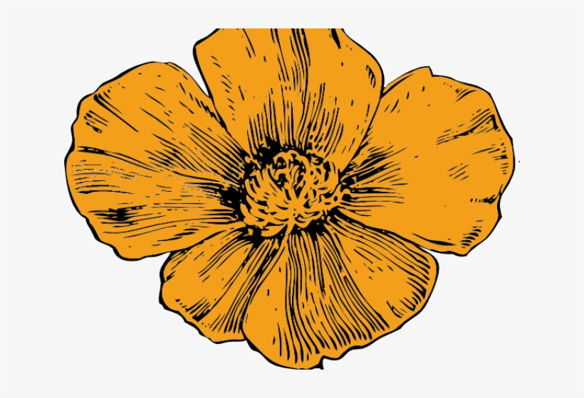 California Poppy Flower Drawing, transparent png #8232281