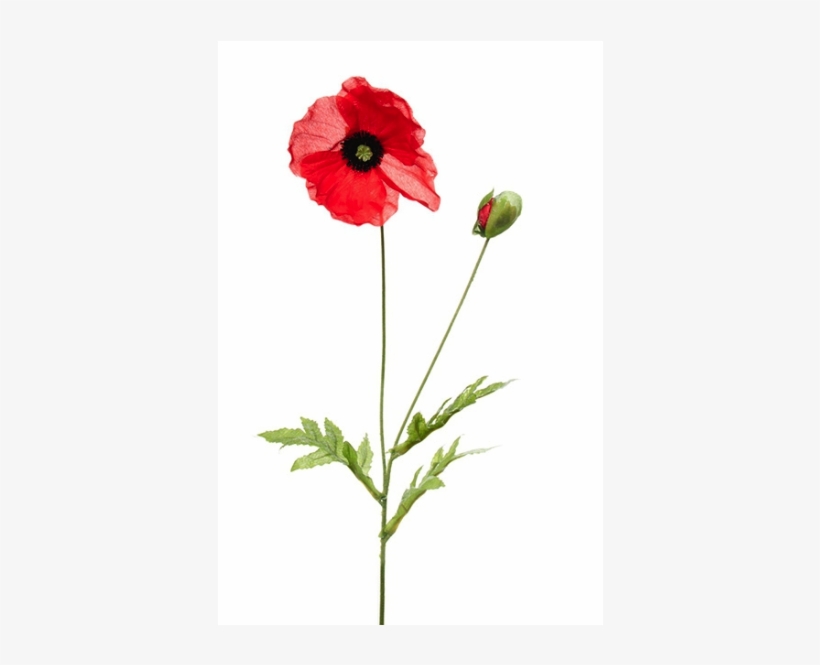 47080rd - Corn Poppy, transparent png #8232314