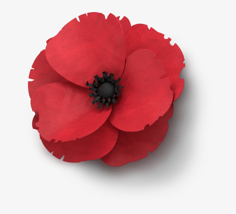 Poppy Flower Veterans Day - Clip Art Remembrance Day Poppy, transparent png #8232504