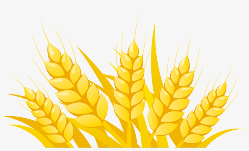 Wheat Clipart Vector - Vector Wheat Png, transparent png #8232828