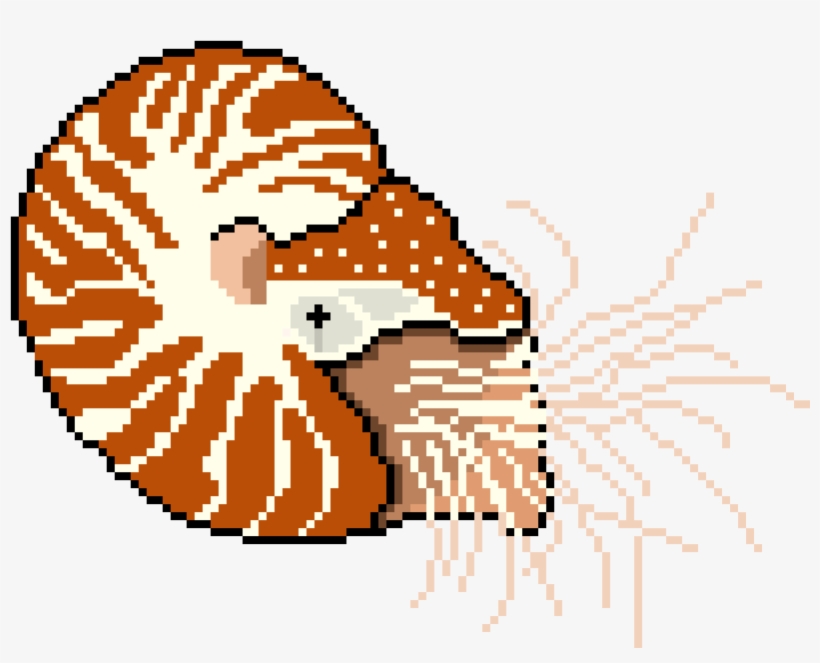 Unlike Other Cephalopods, The Chambered Nautilus Has, transparent png #8232946