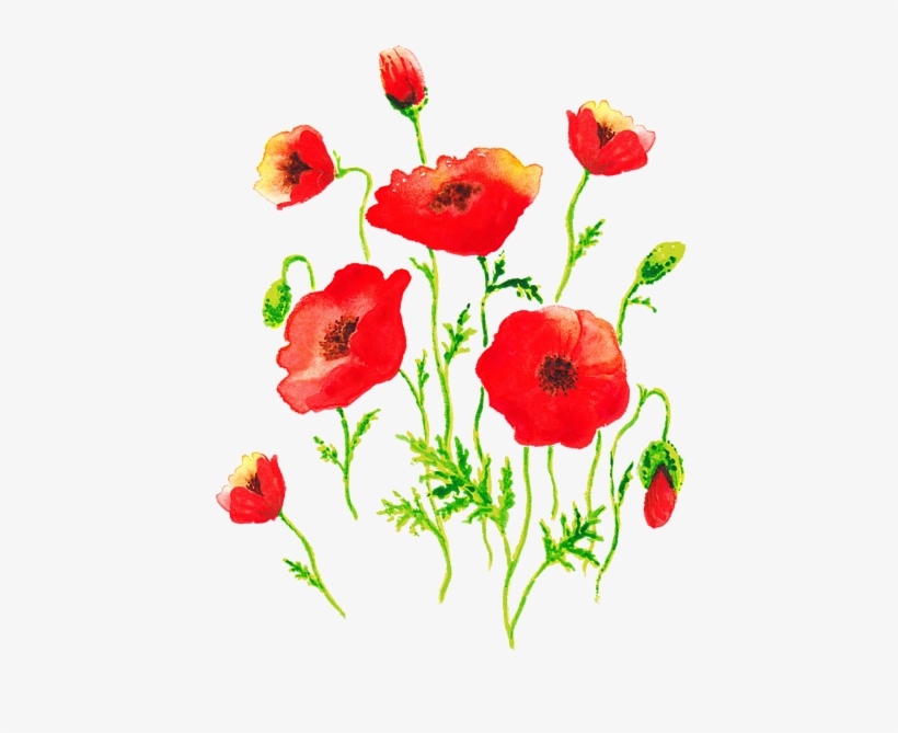 Click And Drag To Re-position The Image, If Desired - Corn Poppy, transparent png #8232949