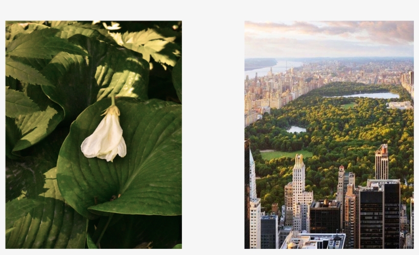 The Quintessential Sweetheart, The Queen Of Social - Central Park, transparent png #8233569