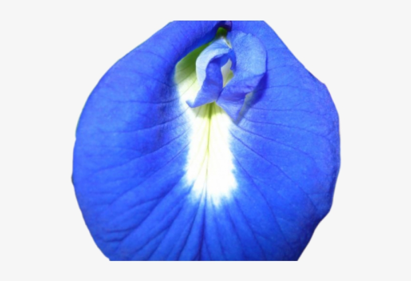 Morning Glory Png - Nilkanth Flower, transparent png #8238562