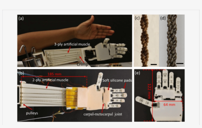 Tcp Hand Prototypes - Scale Model, transparent png #8238870