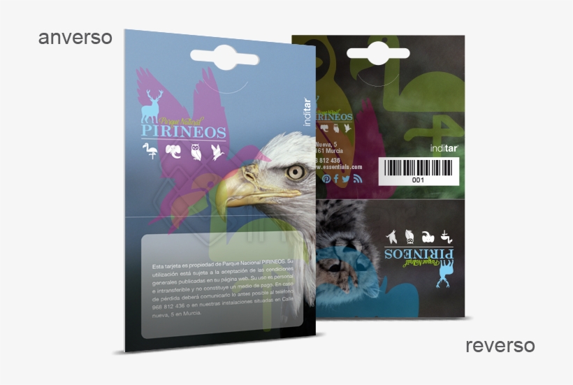 Anverso Y Reverso Packaging Rectángulo Abierto - Bald Eagle, transparent png #8242302
