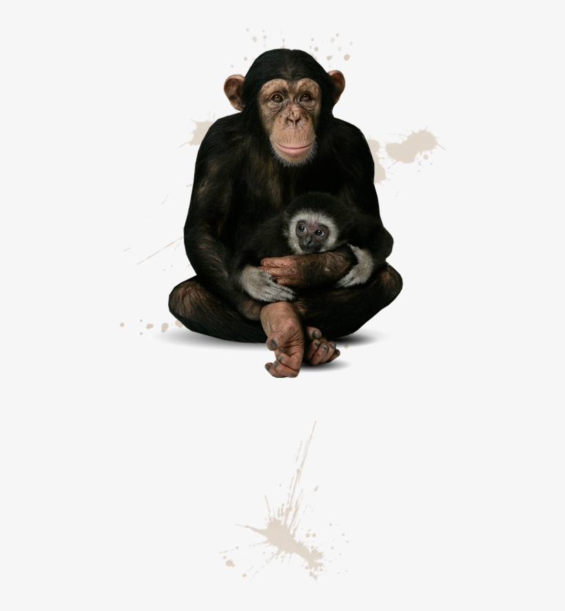 Meet The Chimpanzees - Common Chimpanzee, transparent png #8243488