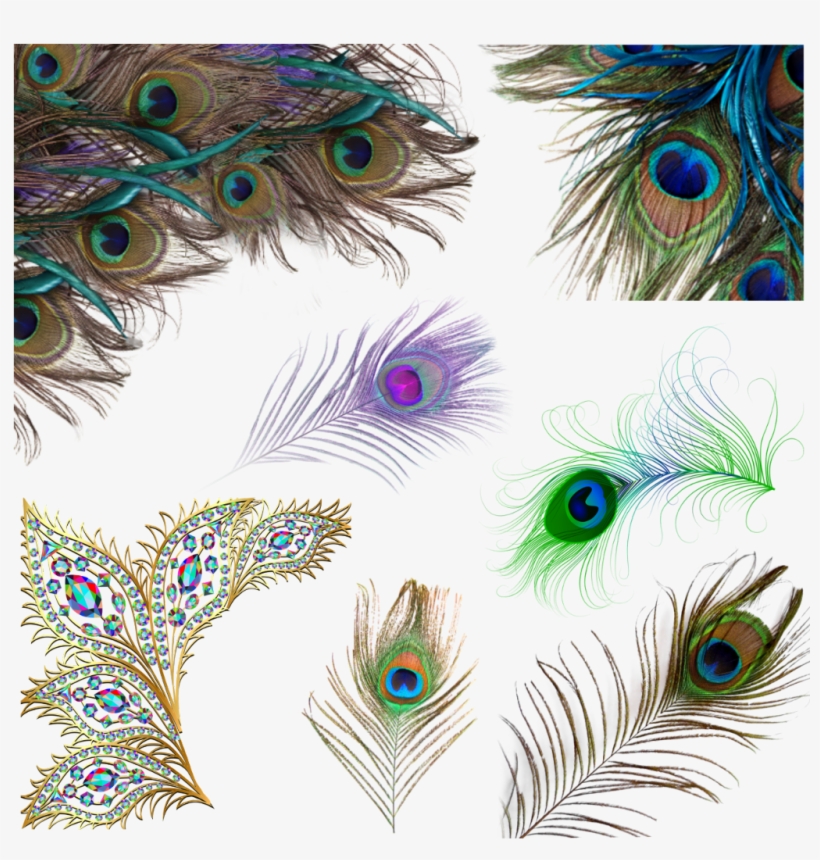 @jessicastuber Peacock Feathers Peacockfeathers Sticker, transparent png #8243793