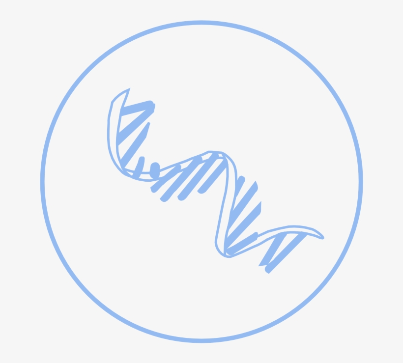 Efficient Packer Of Dna Wraps Dna Around Histone Proteins - Horizon Observatory, transparent png #8246415