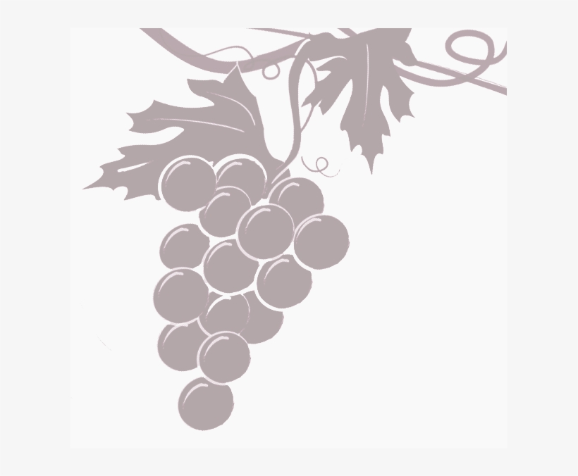 Grapevine Transparent - Sultana, transparent png #8246608