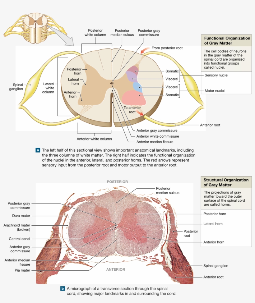 Spinal Cord Gray Matter Integrates Information And - Label Cross Section Of Spinal Cord, transparent png #8247207