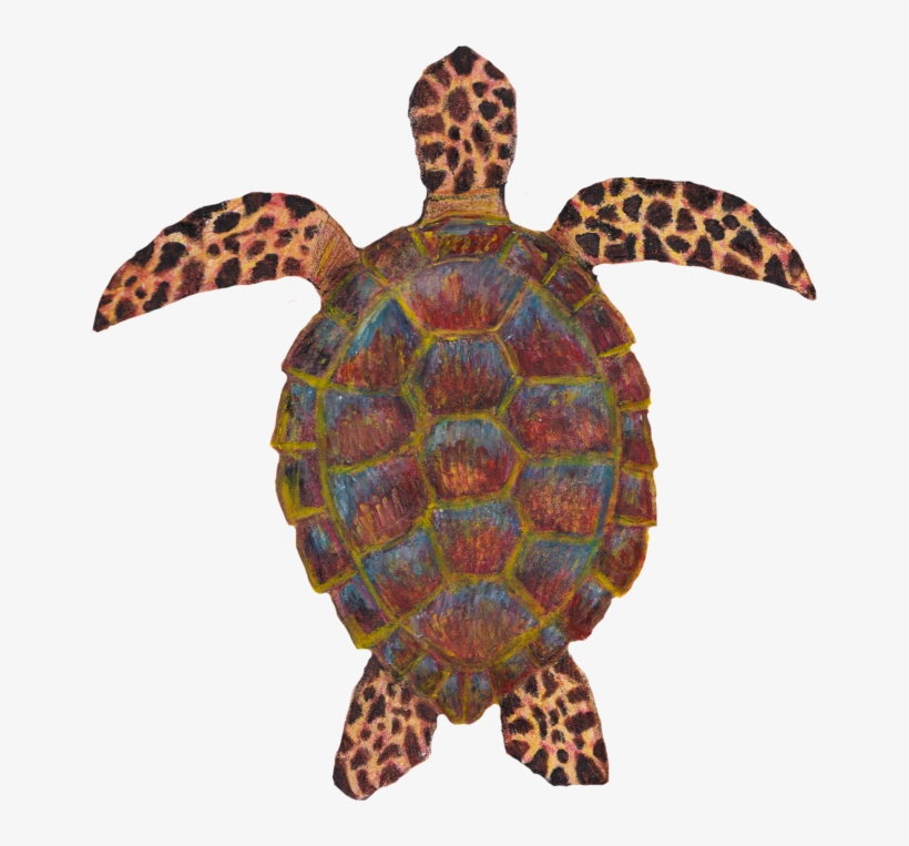 Studies Of Sea Life Drawn In Watercolor Pencils - Hawksbill Sea Turtle, transparent png #8247432