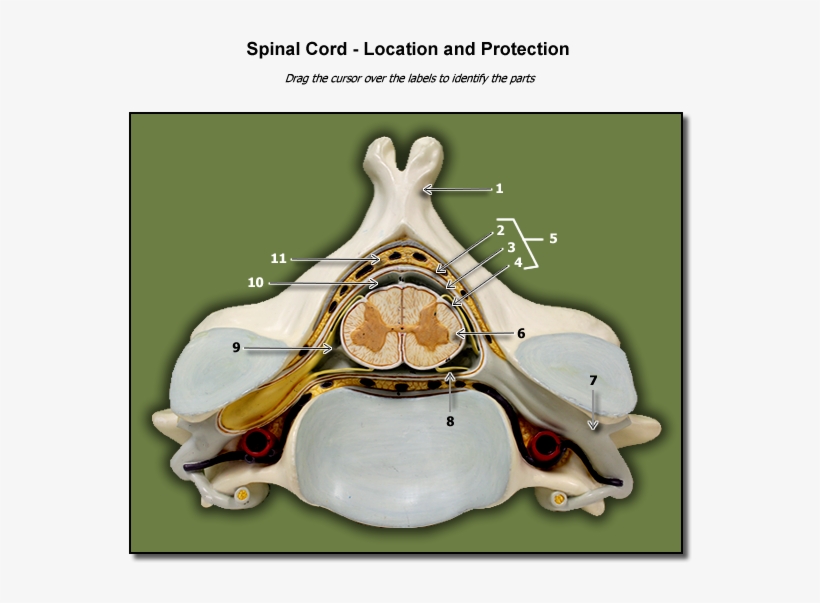 Location Of Spinal Cord - Bone, transparent png #8247453
