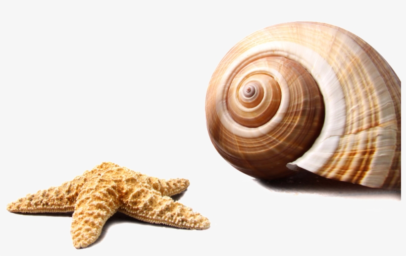 Marine Life Transparent - Summer Sunscreen, transparent png #8247524