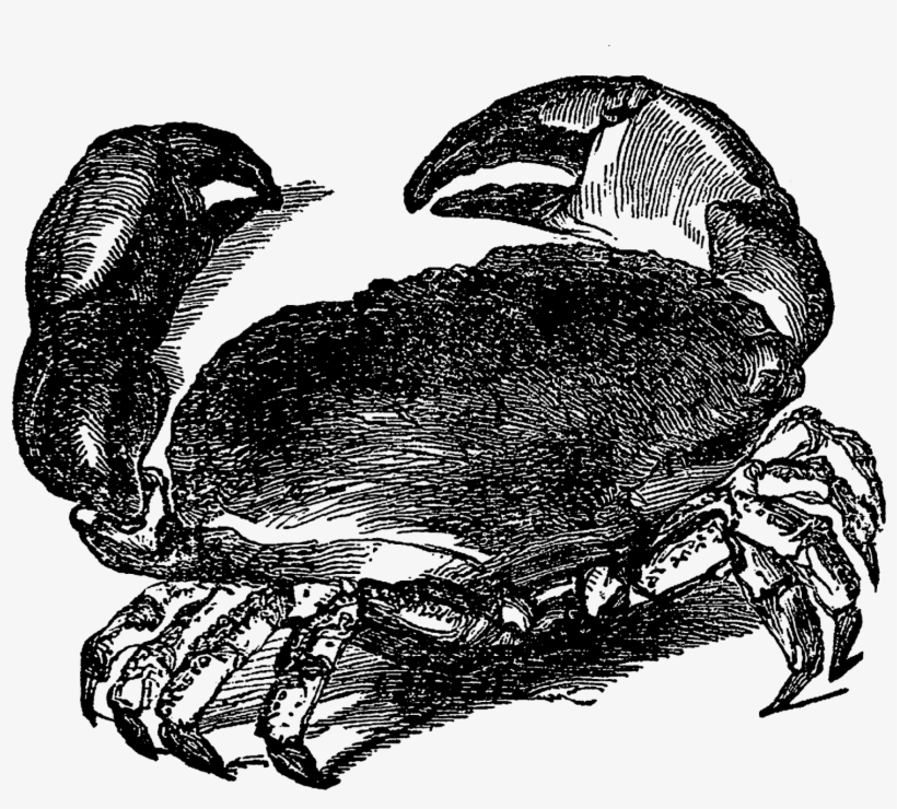 Crab Image Transfer Sea Life Ocean Illustration Artwork - Illustration, transparent png #8247679