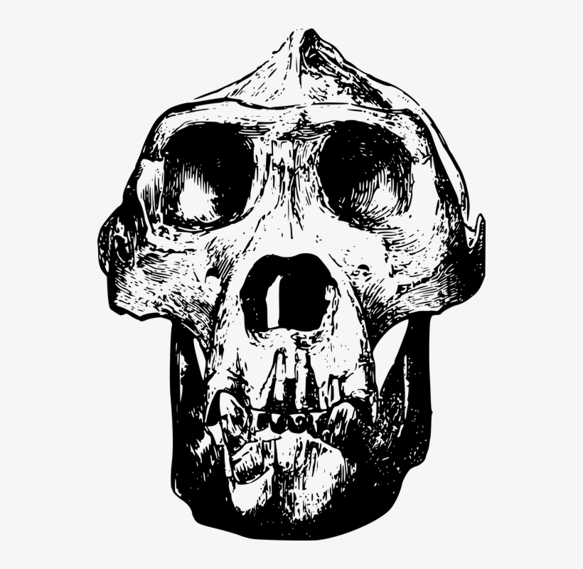 Animal, Bone, Gorilla, Head, Mammal, Skull - Gorilla Skull Clip Art, transparent png #8248015