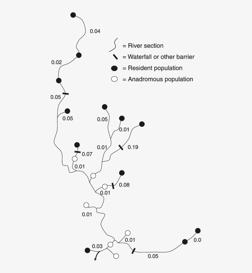 The Stream Tree For Rainbow Trout Populations In The - Map, transparent png #8248695