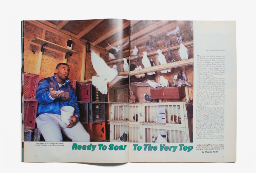 Tyson Pigeons, transparent png #8251411