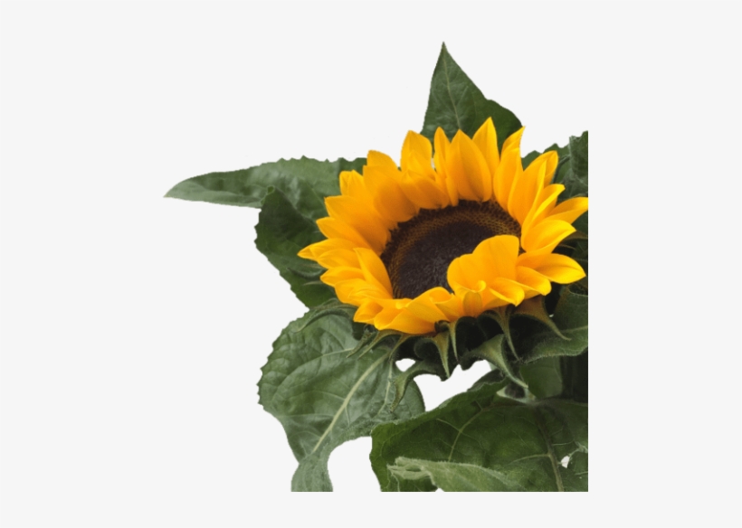Free Png Download Sunflower Png Tumblr Png Images Background - Sunflower Png, transparent png #8251661
