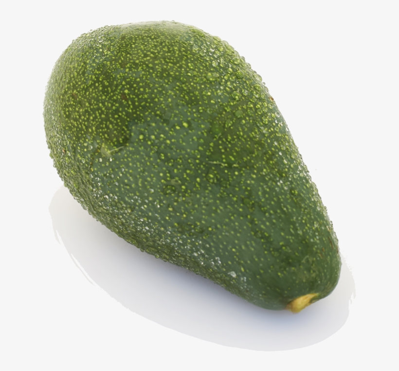 Avocado - Gourd, transparent png #8254515