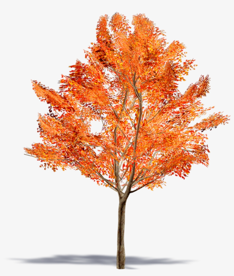 Maple Leaf, transparent png #8254840