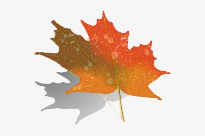 Maple Zpswtmapoaz - Maple Leaf, transparent png #8254883