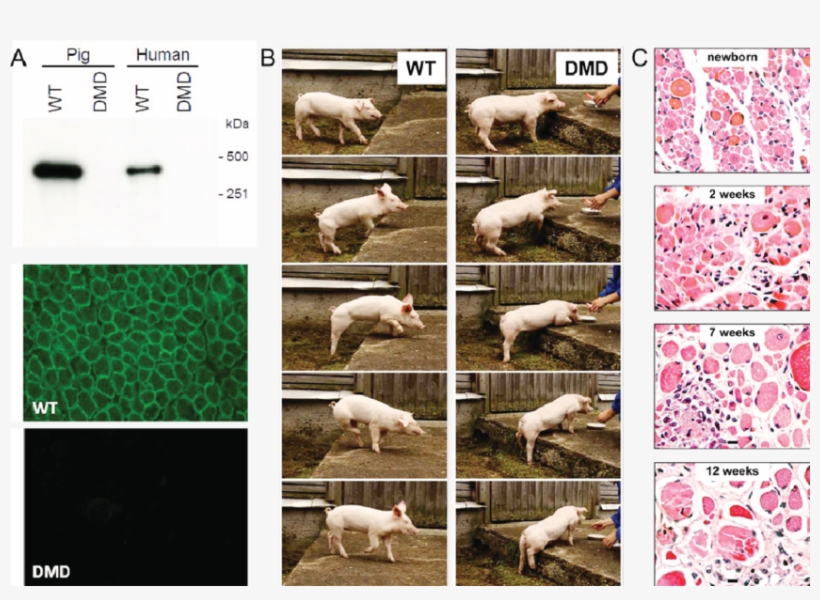 Biochemical, Clinical, And Pathological Alterations - Domestic Pig, transparent png #8256457