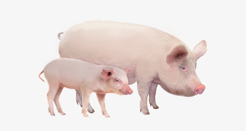 Productanimals Layout Swine - Role Of Research In Food Production, transparent png #8256721