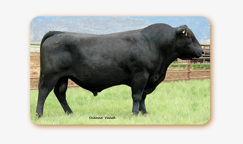 Emblazon - Cattle, transparent png #8257717