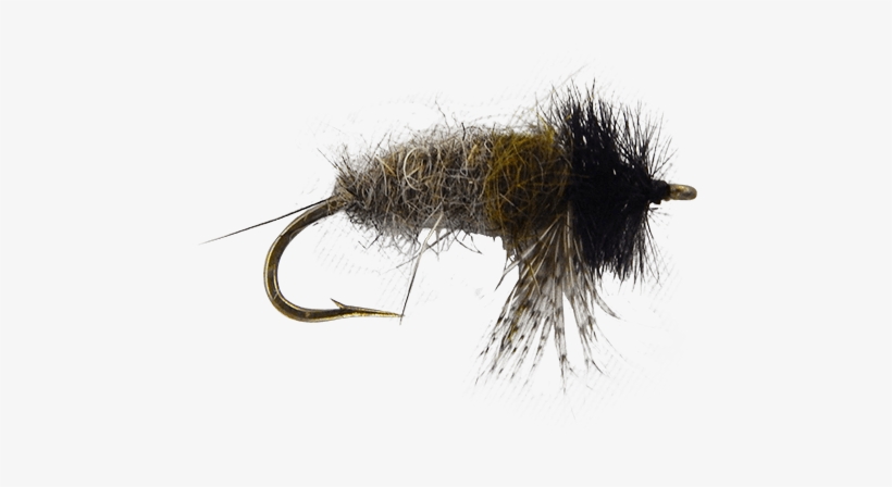 Insect, transparent png #8257725