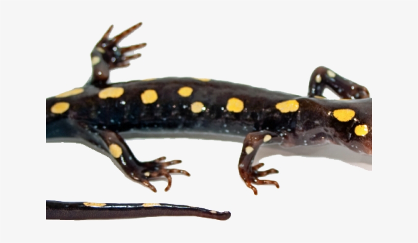 Salamander Clipart Transparent - Salamander Transparent, transparent png #8258352